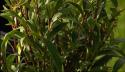 Planten van Sarcococca