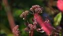 Potten van Sedum