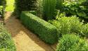 Snoeien van Buxus