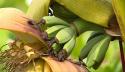 Een bananenplant inpakken voor de winter